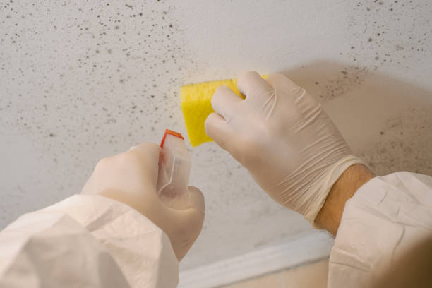 Homestead Meadows South, TX Mold Removal Company